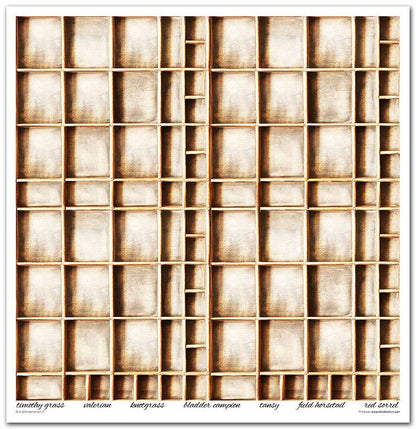 ITD: 12x12 inches paper pack HERBARIUM 2