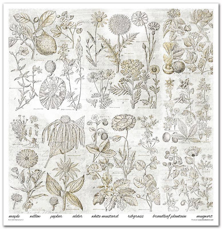 ITD: 12x12 inches paper pack HERBARIUM 2