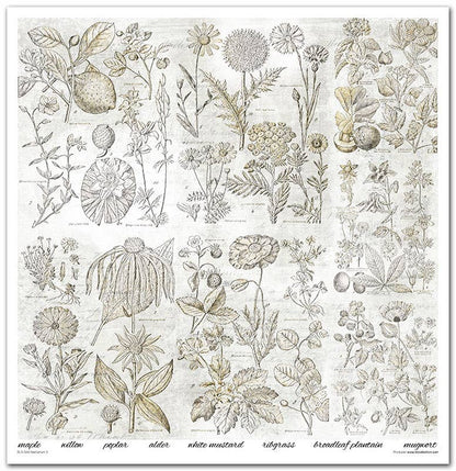 ITD: 12x12 inches paper pack HERBARIUM 2