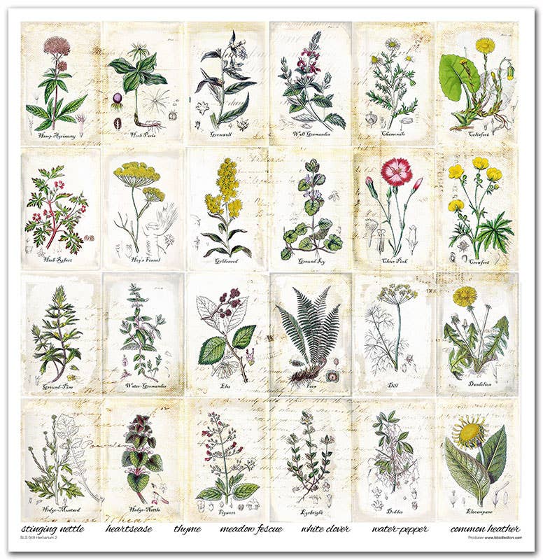 ITD: 12x12 inches paper pack HERBARIUM 2