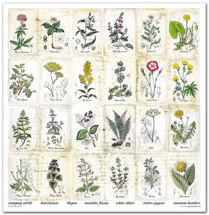 ITD: 12x12 inches paper pack HERBARIUM 2