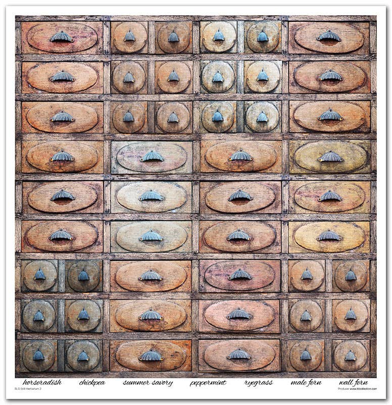 ITD: 12x12 inches paper pack HERBARIUM 2