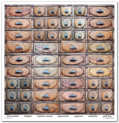 ITD: 12x12 inches paper pack HERBARIUM 2