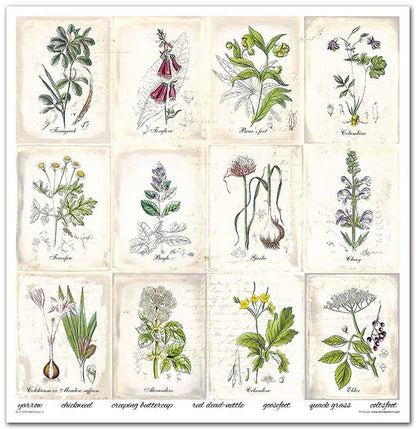 ITD: 12x12 inches paper pack HERBARIUM 2