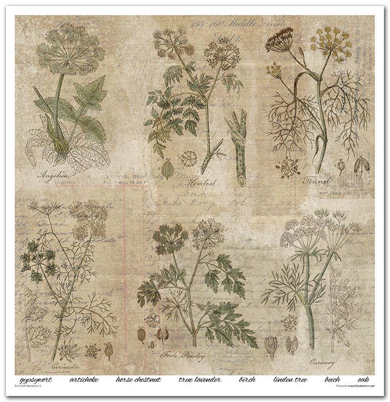 ITD: 12x12 inches paper pack HERBARIUM 2