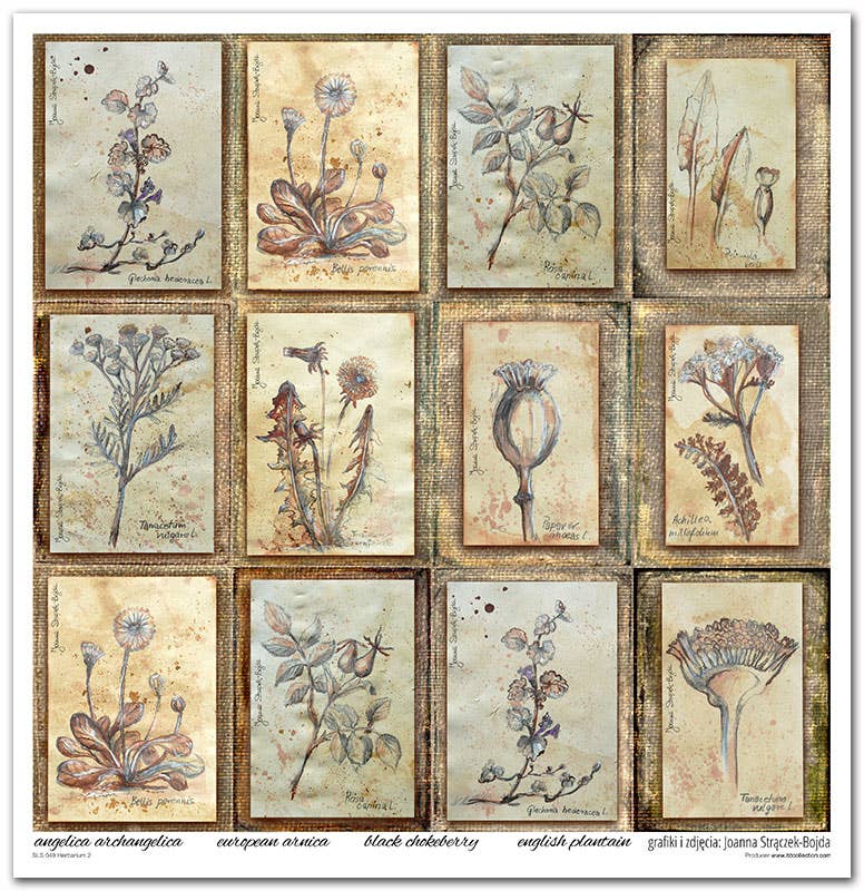 ITD: 12x12 inches paper pack HERBARIUM 2