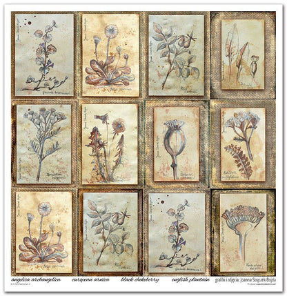 ITD: 12x12 inches paper pack HERBARIUM 2